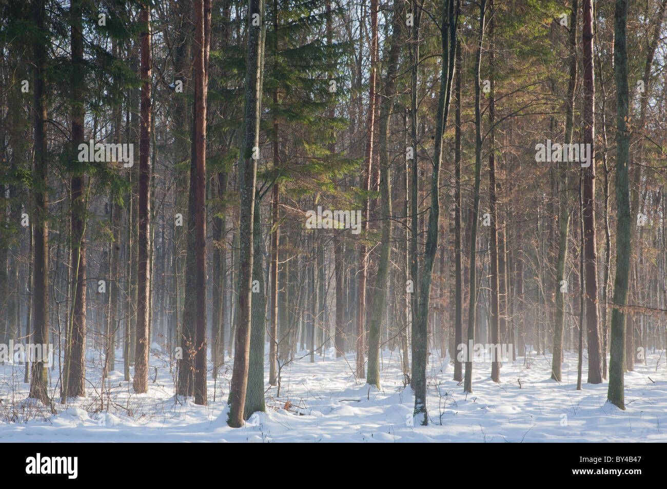 I giovani di Oak tree stand in inverno con nebbia al sole di mattina sulla neve Foto Stock