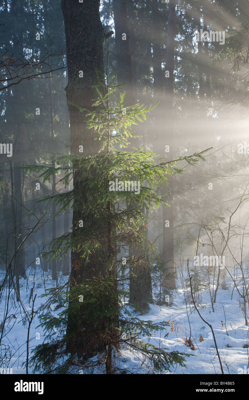 Paesaggio invernale di conifere stand con raggi di sole di entrare misty forest Foto Stock