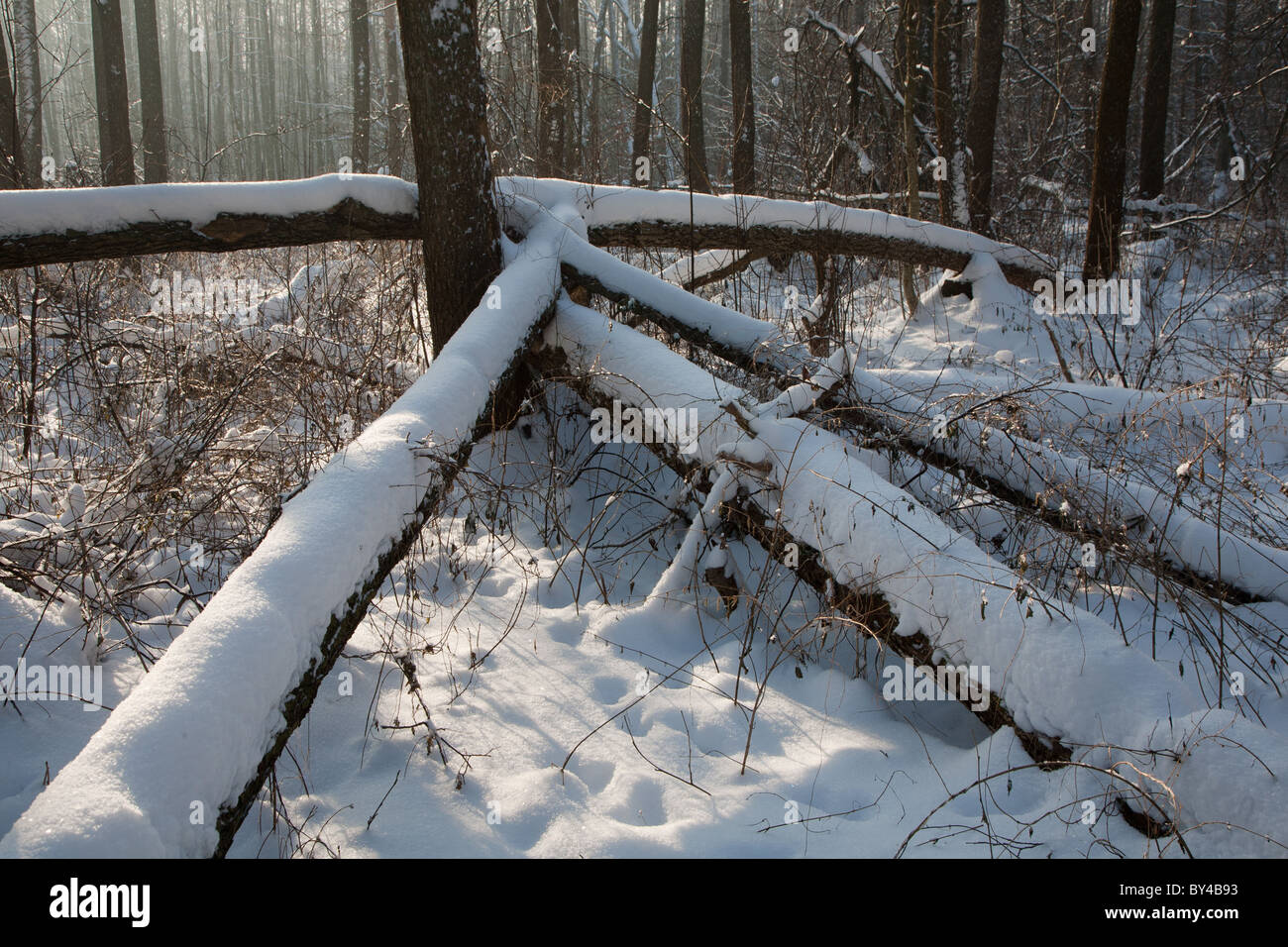 Paesaggio invernale di foresta naturale con morti alder tronchi di alberi che giace avvolto di neve Foto Stock