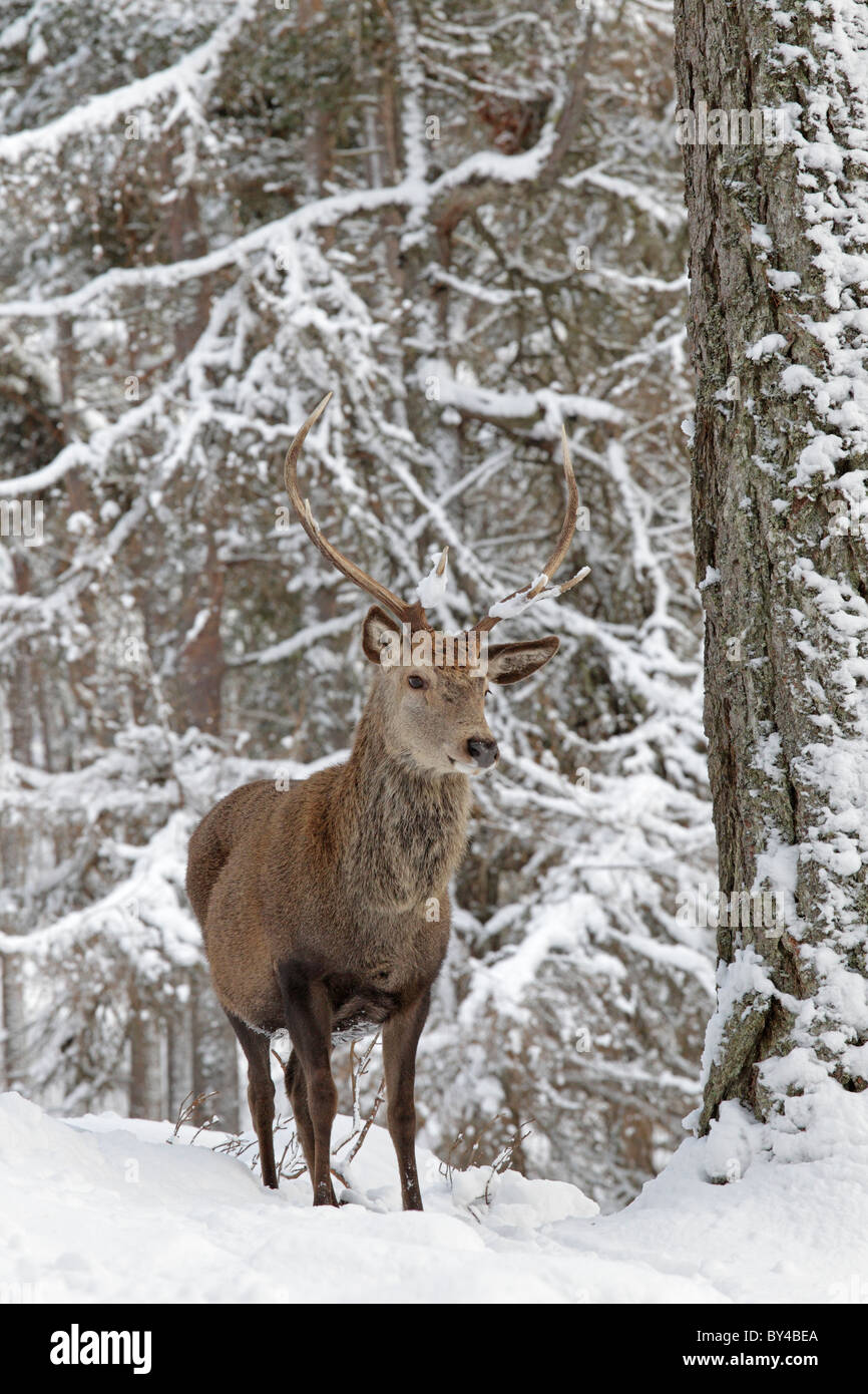 Red Deer Cervo nella neve Highlands scozzesi Foto Stock
