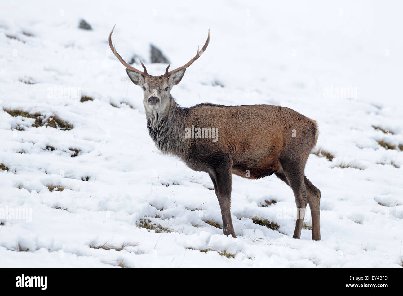 Red Deer Cervo nella neve Highlands scozzesi Foto Stock