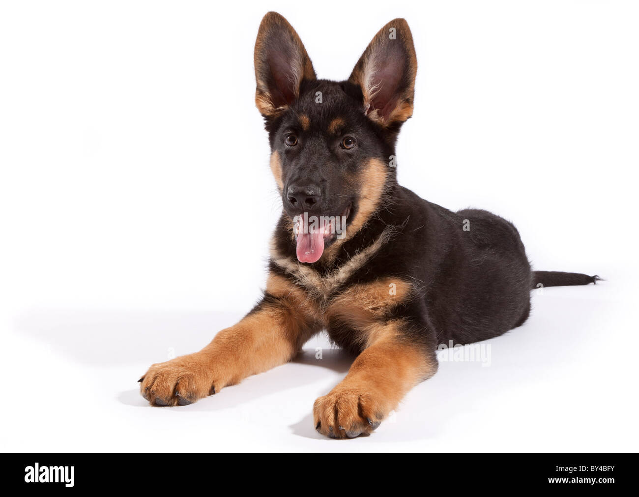 A tredici settimane vecchio pastore tedesco cucciolo di cane con un insolita espressione Foto Stock