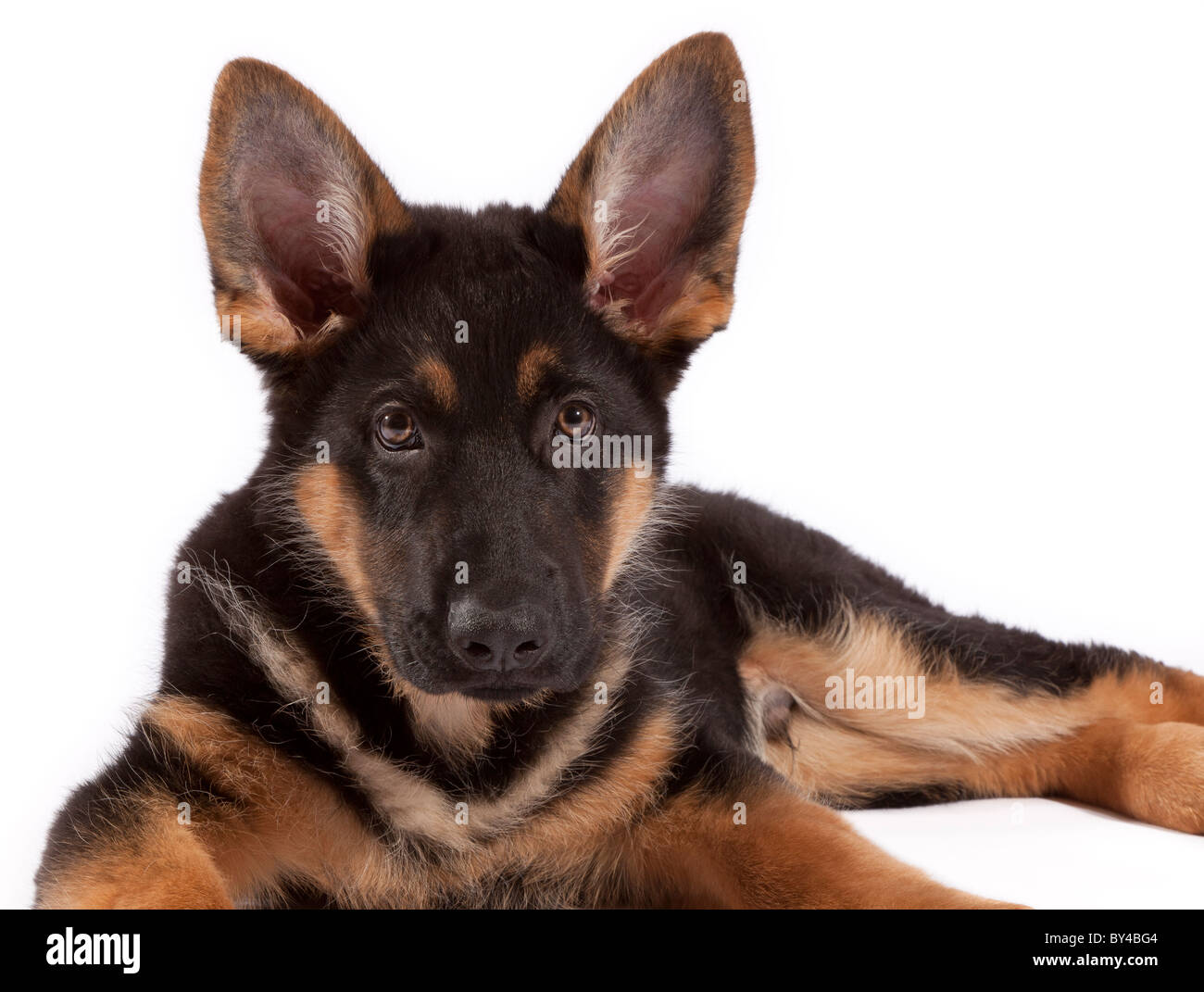 A tredici settimane vecchio pastore tedesco cucciolo di cane sdraiato Foto Stock