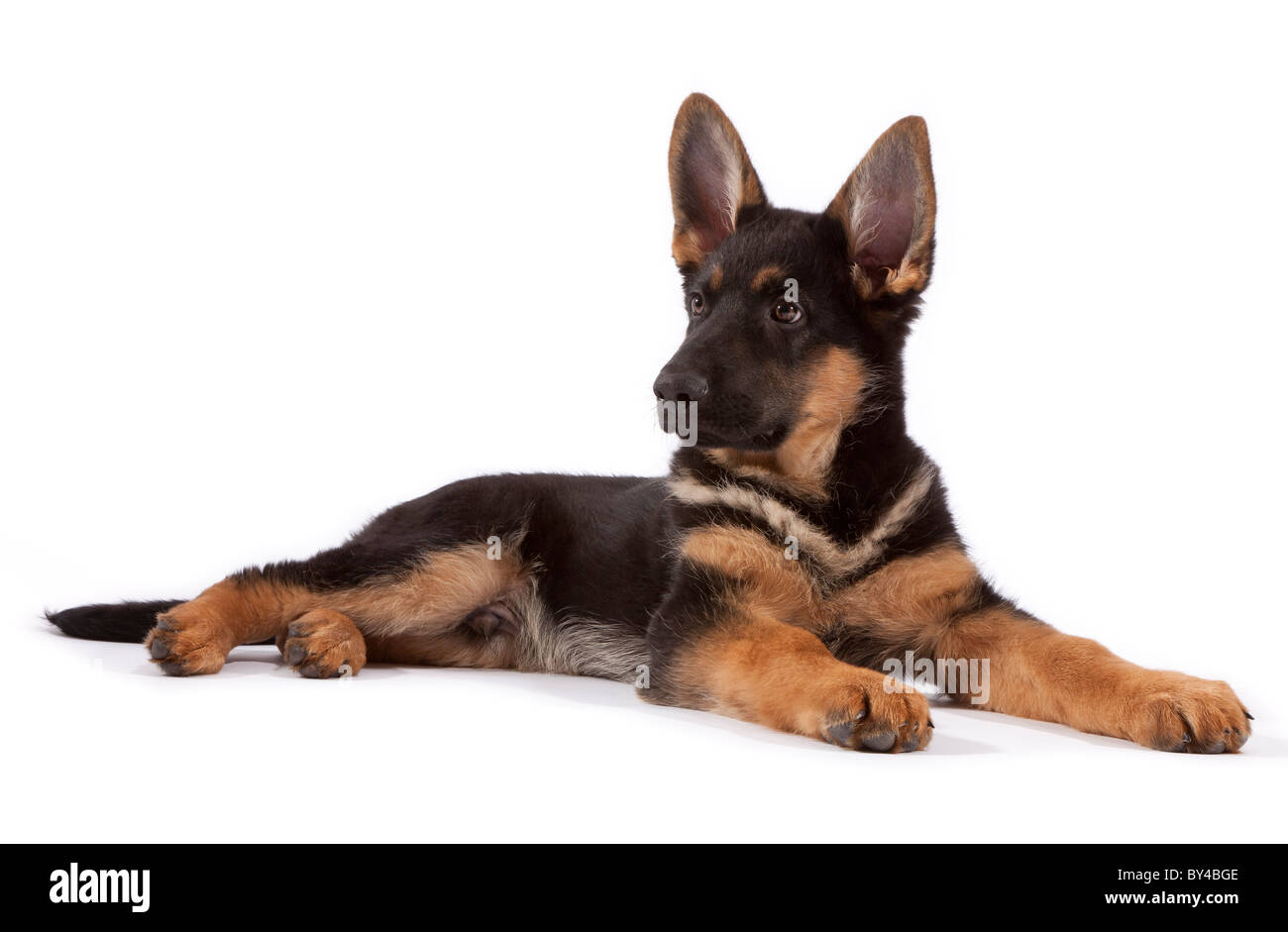 A tredici settimane vecchio pastore tedesco cucciolo di cane sdraiato Foto Stock