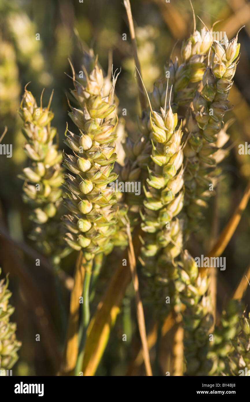 Spighe di grano. Foto Stock