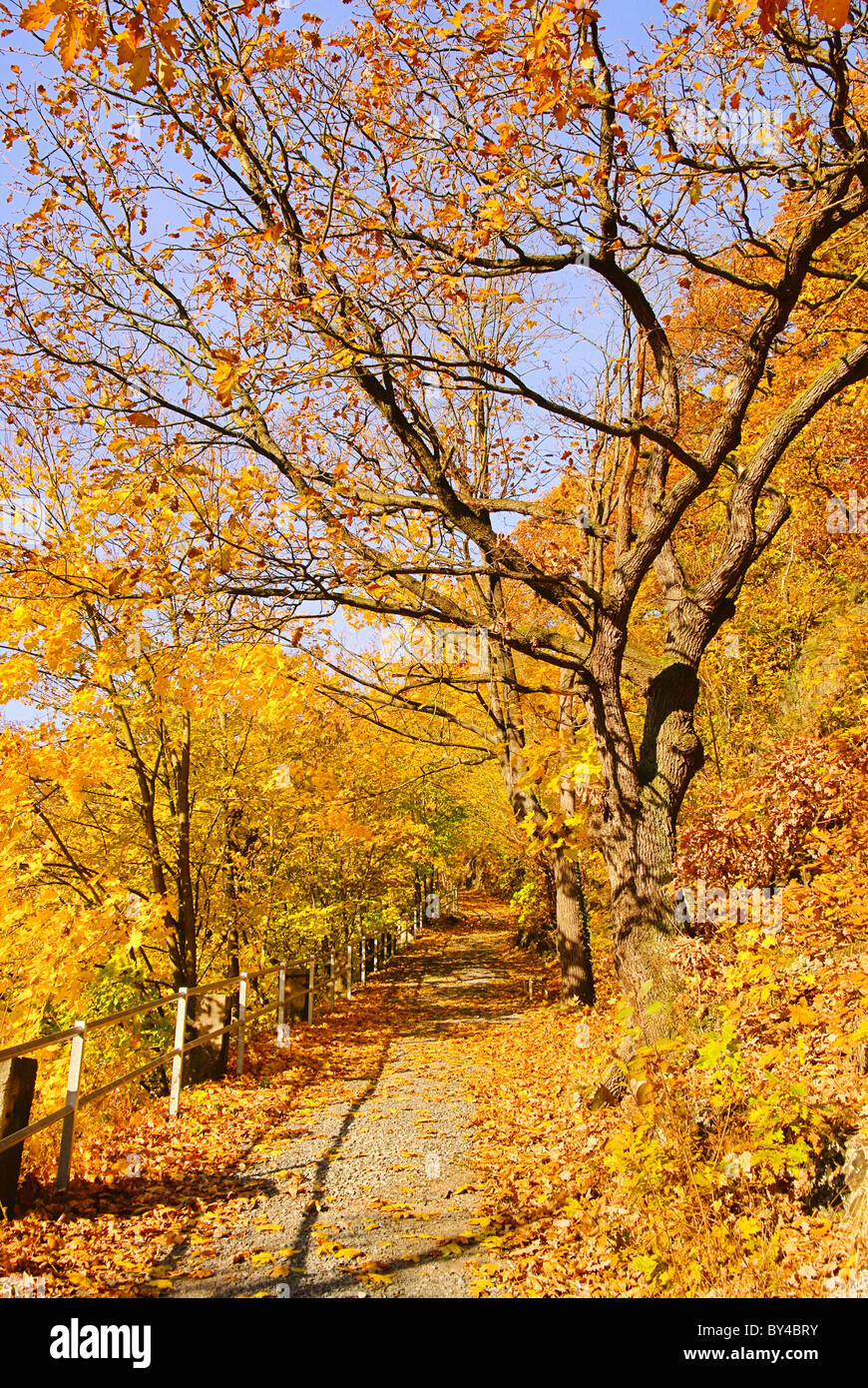 Weesenstein Buchen - Weesenstein faggi 04 Foto Stock