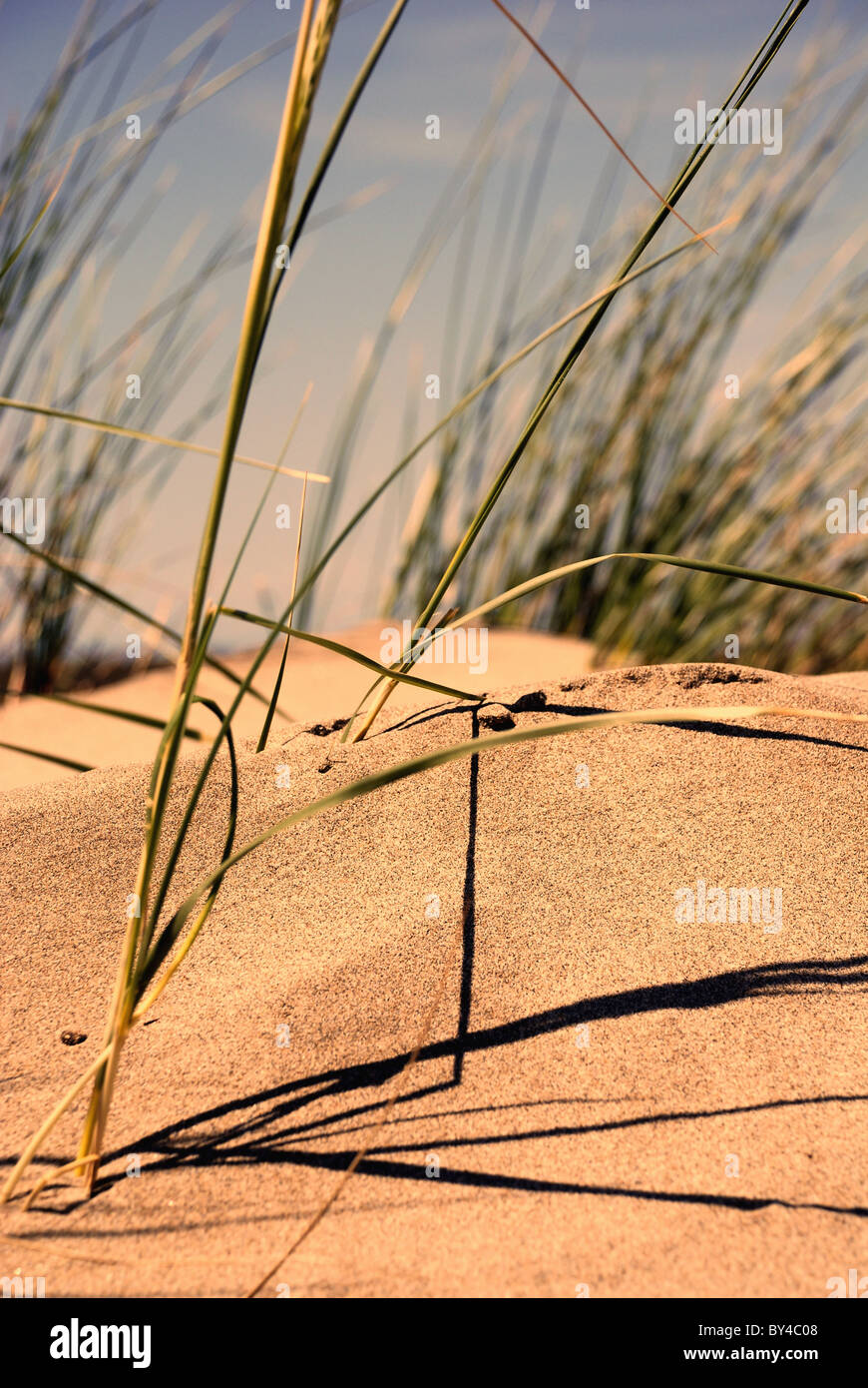 Erba selvatica il molleggio in un deserto dune di sabbia Foto Stock