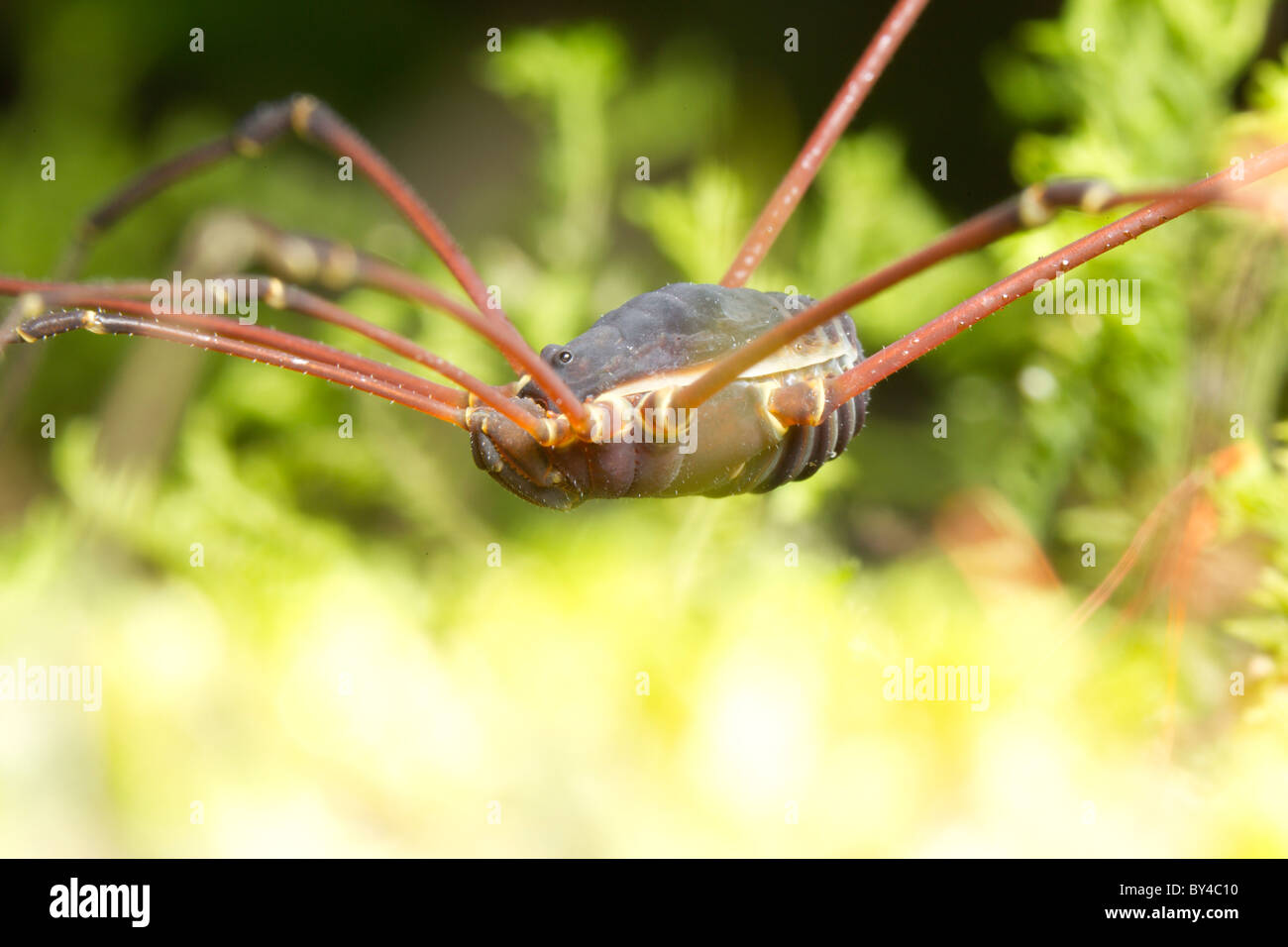 Opiliones precedentemente Phalangida sono un ordine di aracnidi comunemente noto come Harvestmen Foto Stock