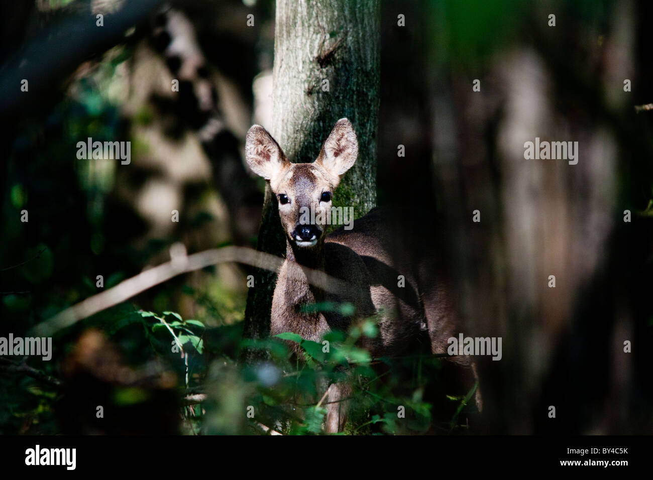 Giovane daino nascosto tra gli alberi. Foto Stock