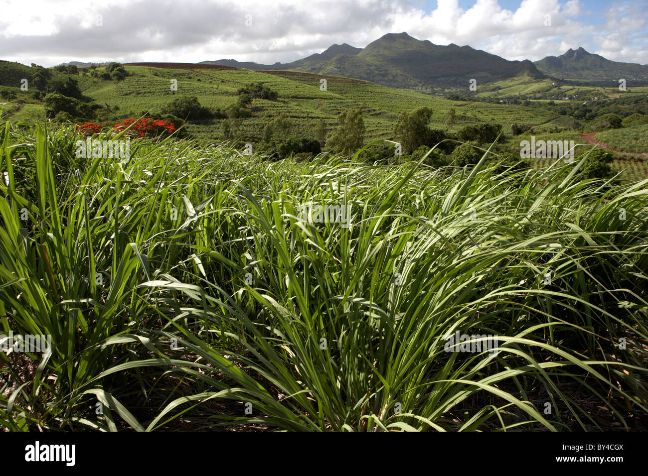 La canna da zucchero piantagione Foto Stock