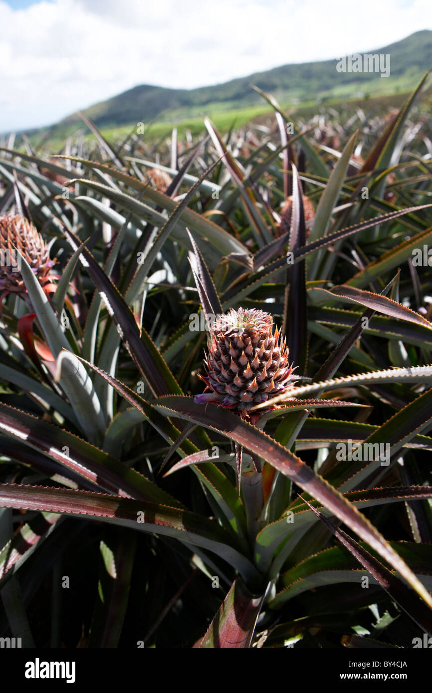 Coltivazione di ananas Foto Stock