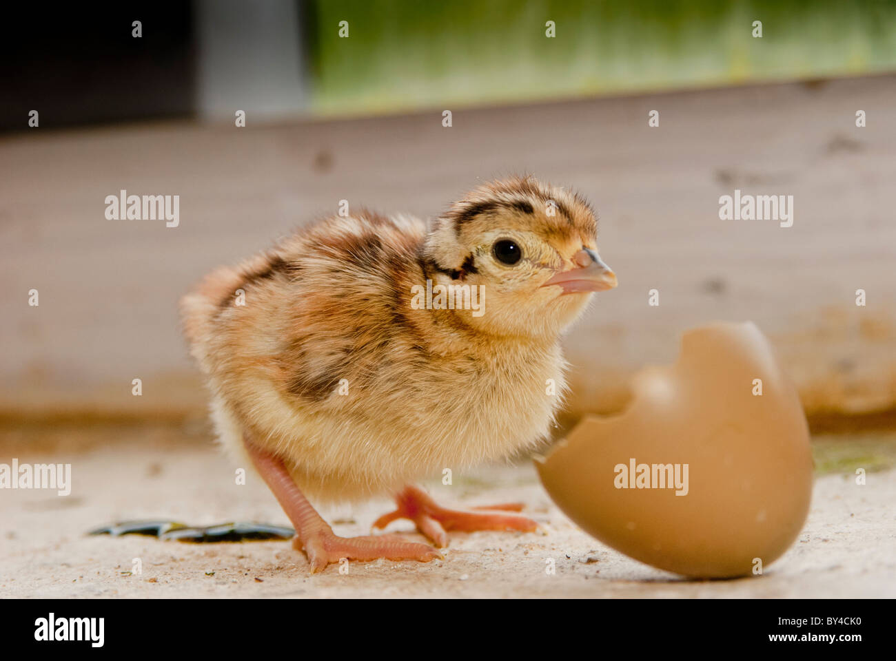 Giorno vecchio fagiani pulcini appena schiuse fuori di uovo Foto Stock