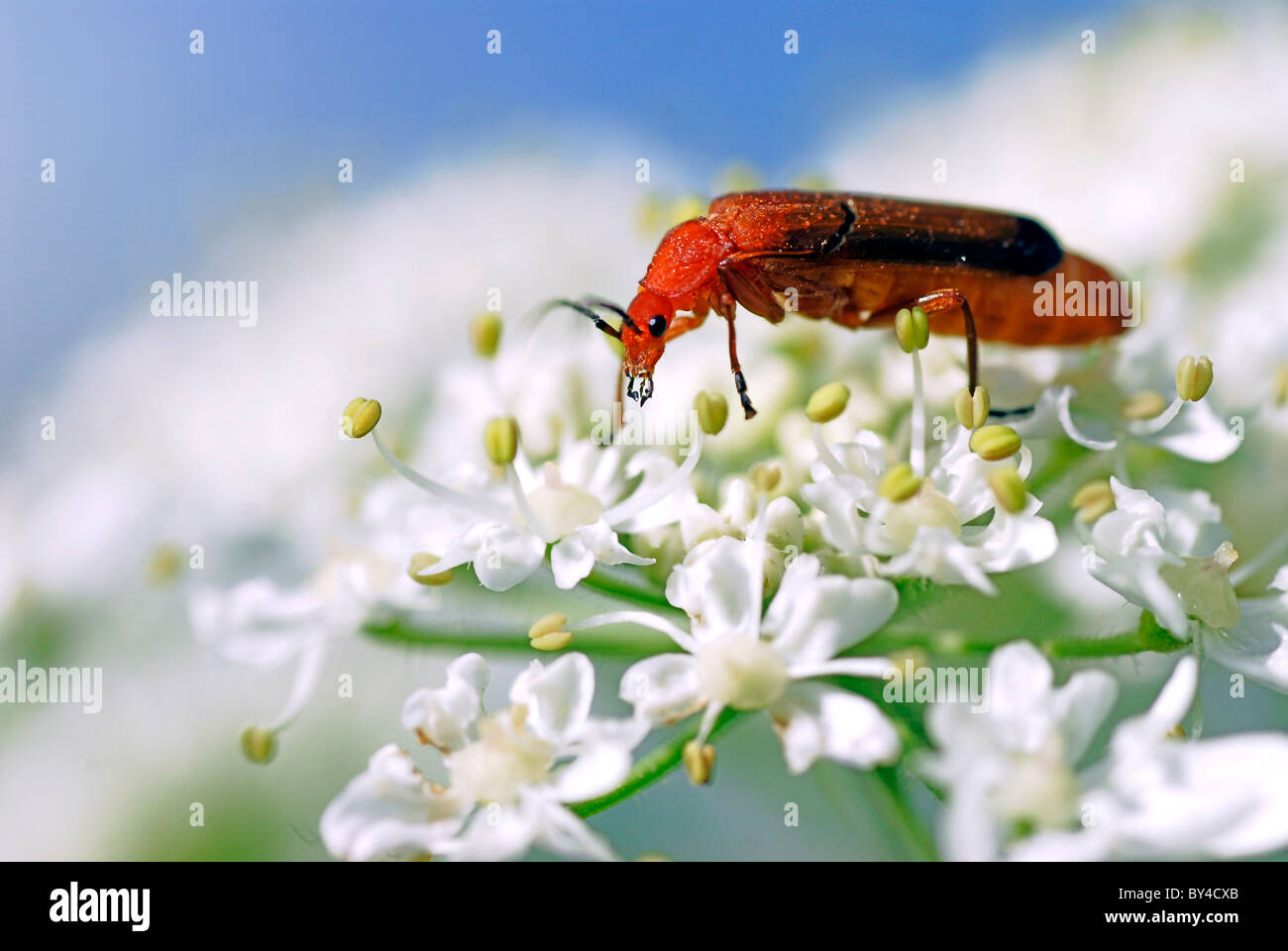 Macro di profilo comune soldato rosso beetle (Rhagonycha fulva) su Bianco fiore umbellifer Foto Stock