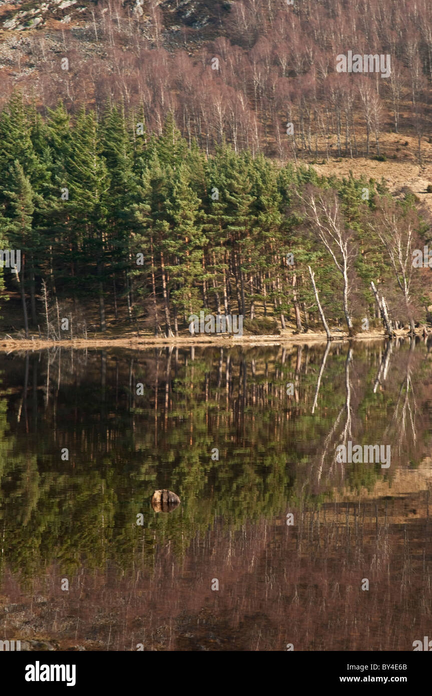 Alberi riflessa sul Loch Pityoulish nr Coylumbridge Highland Scozia Scotland Foto Stock