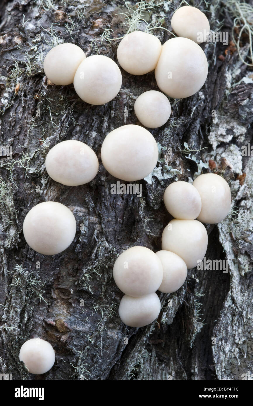 Lio Lio, Pan de Indio, pane indiano (Cyttaria darwinii) fungo corpo fruttifero su Nothofagus antarctica tronco Tierra del Fuego NP Foto Stock