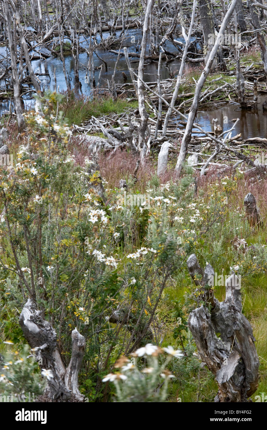 Nothofagus sp. alberi morti a causa di inondazioni provocata dalla costruzione della diga di castori prova di nuovo ri-crescita Tierra del Fuego Foto Stock