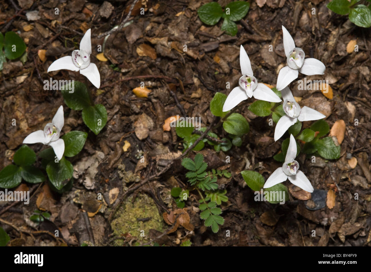 Palomita, cane orchidee (Codonorchis lessonii) fiori in Nothofagus forest floor Senda Hito XXIV trail Tierra del Fuego Foto Stock