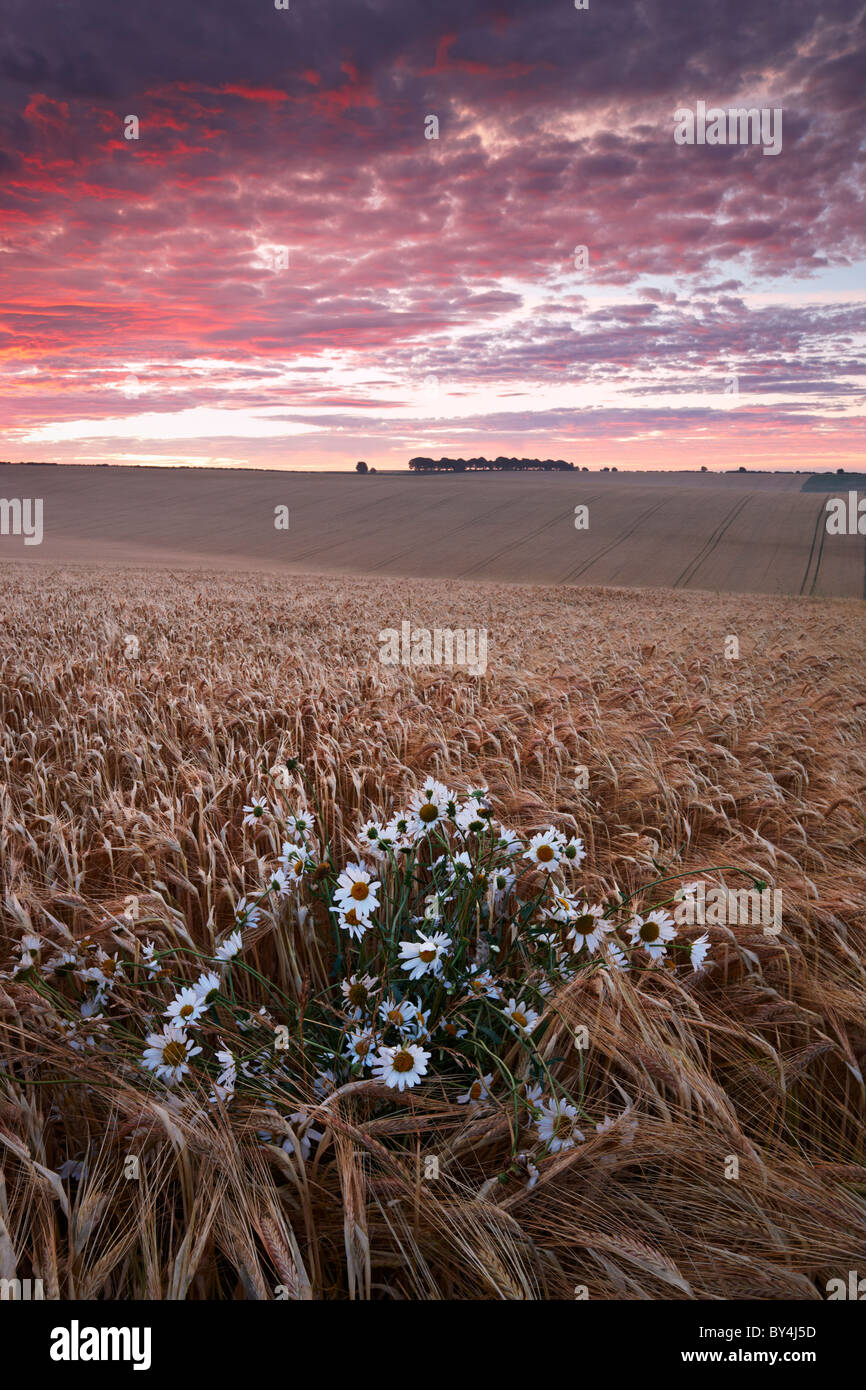 Sunrise oltre il rotolamento campagna dell'Hampshire, South Downs National Park Foto Stock