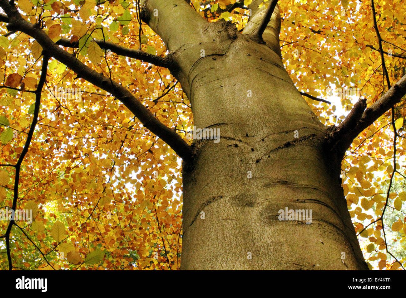 Prospettiva dinamica colpo di un albero di autunno Foto Stock