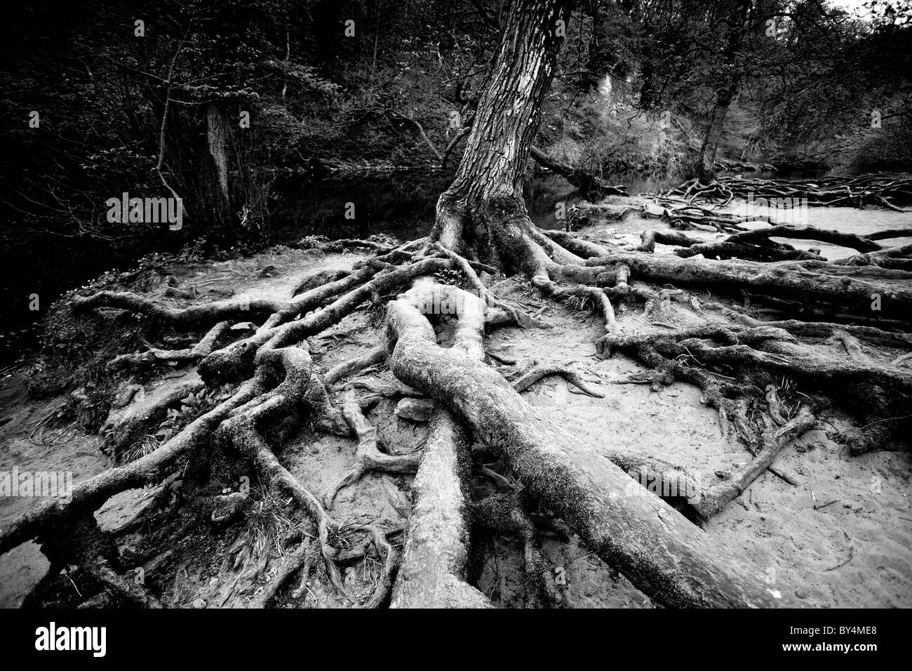 Radici di albero a Aysgarth Falls, North Yorkshire Dales, Inghilterra Foto Stock