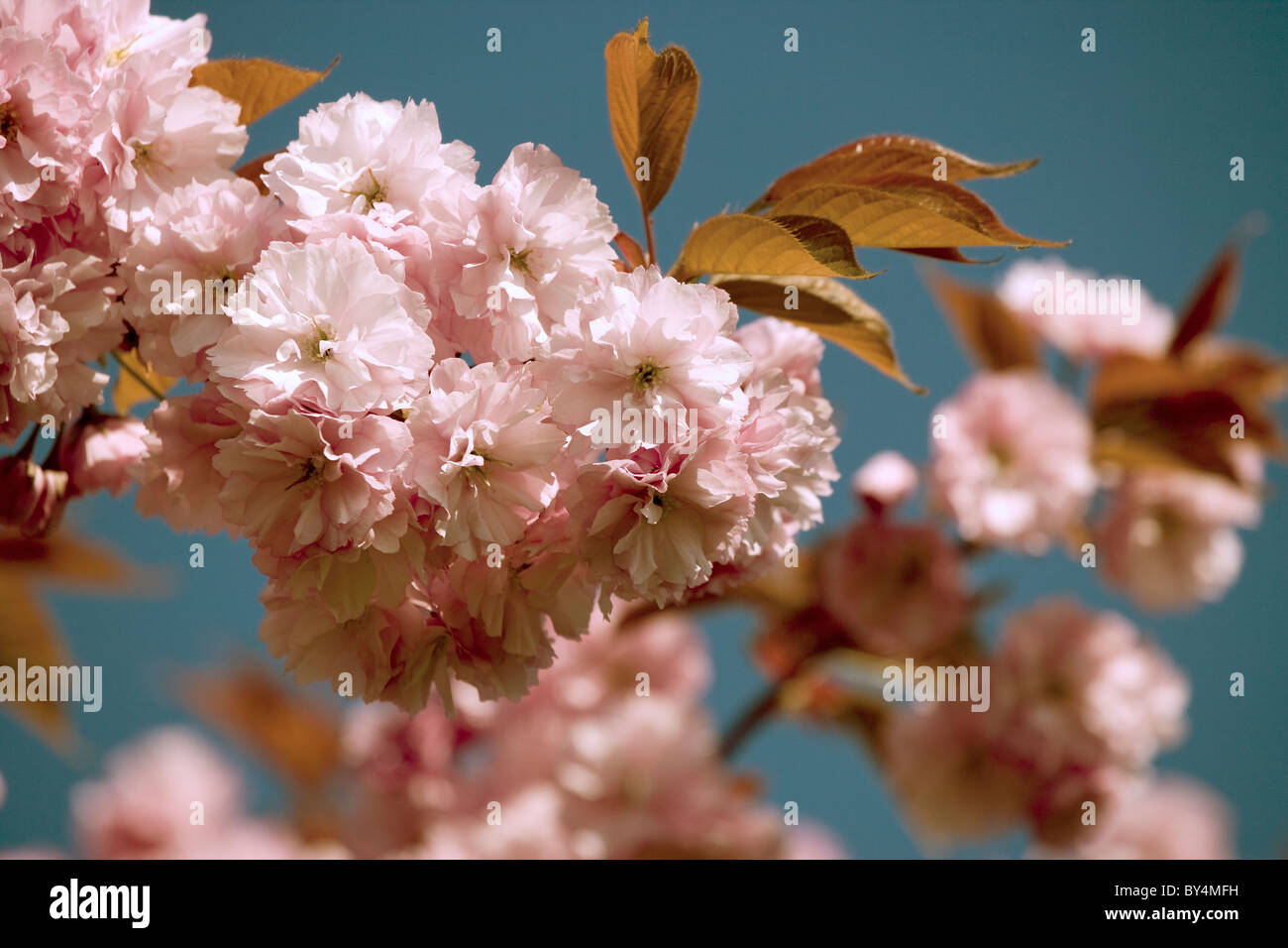 Ciliegio in piena fioritura, primavera, Harrogate, Inghilterra Foto Stock
