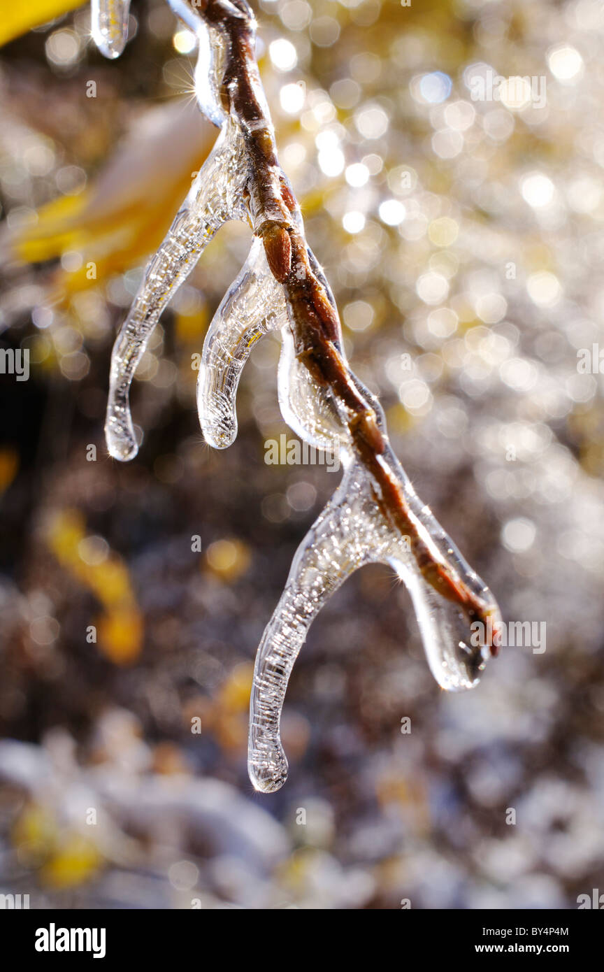 Il ramo coperto di ghiaccio Foto Stock