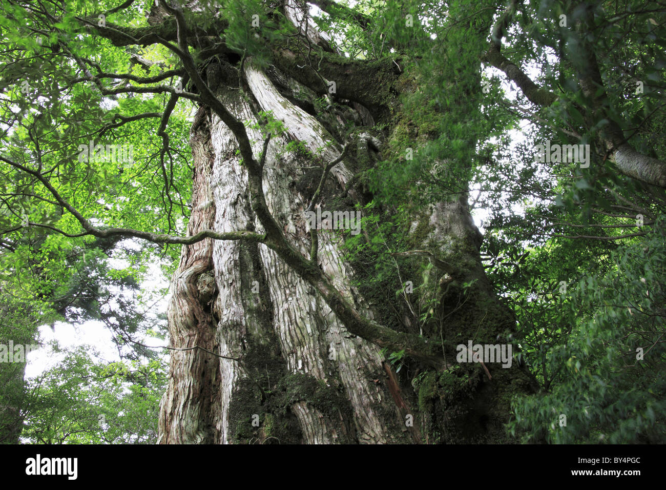 Cedro giapponese albero, Yakushima, Prefettura di Kagoshima, Kyushu, Giappone Foto Stock