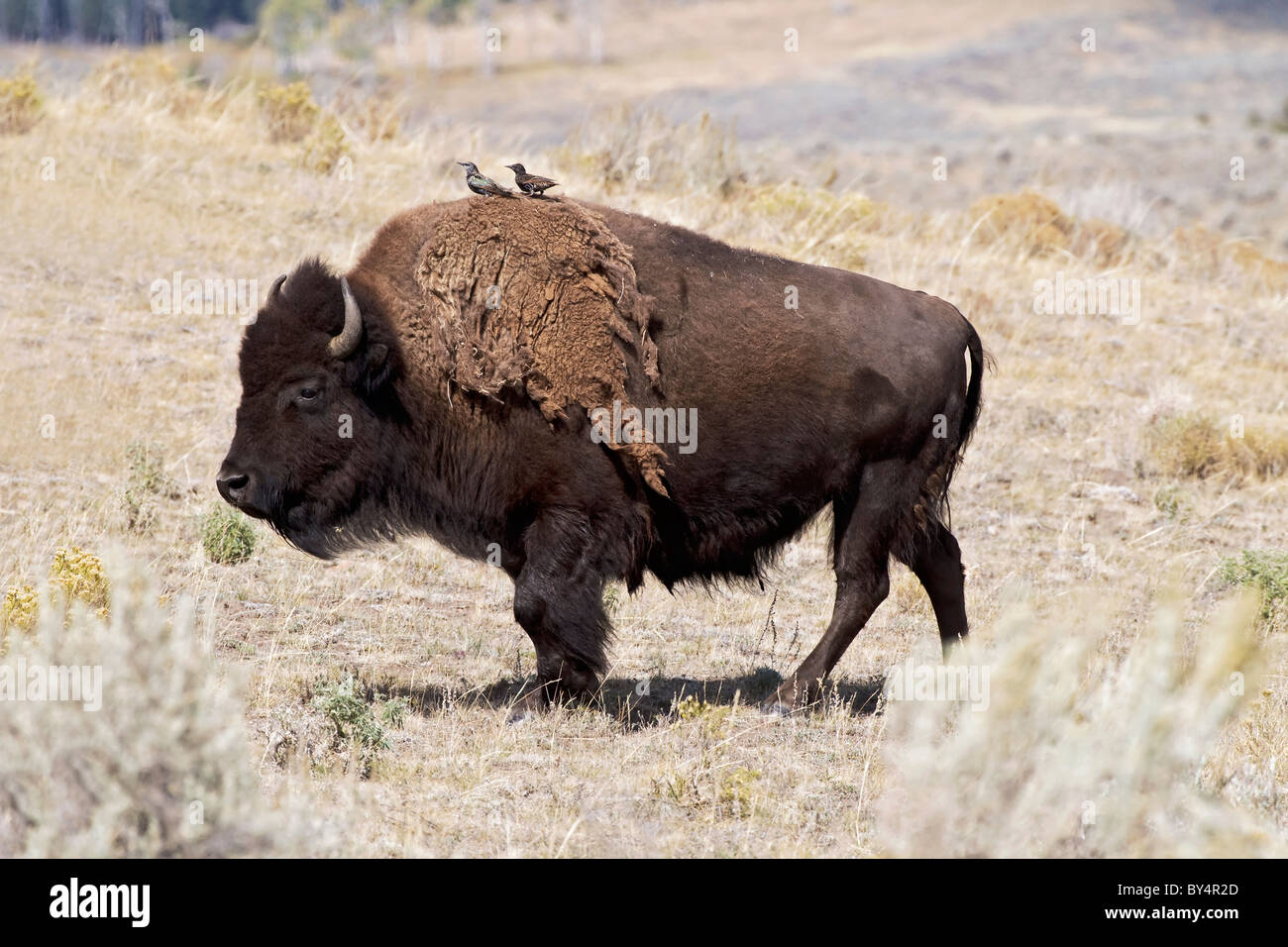 Bisonte americano Foto Stock