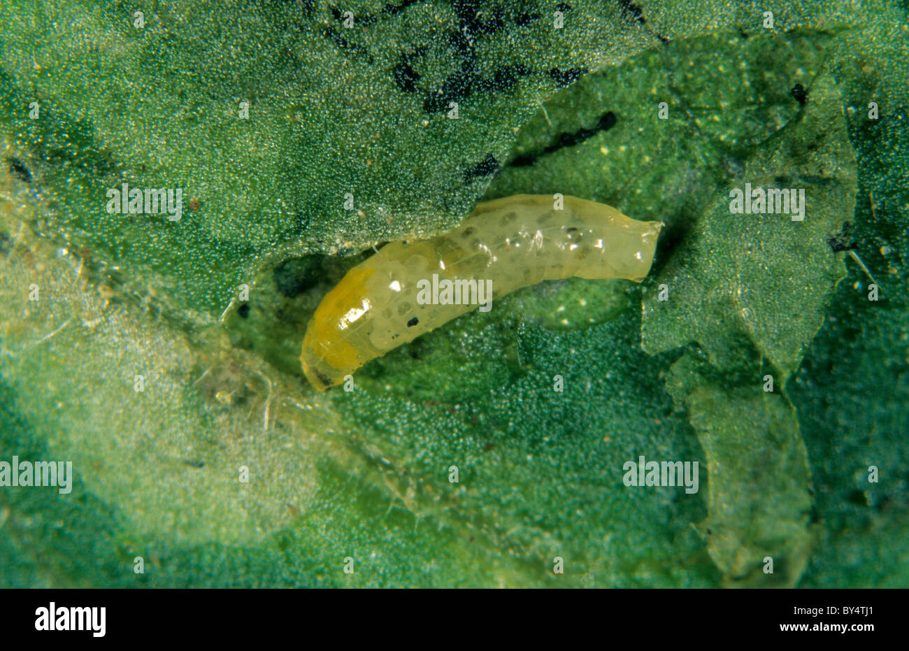 Laminatrice sudamericana (Liriomyza huidobrensis) larva in miniera di foglie di pomodoro Foto Stock