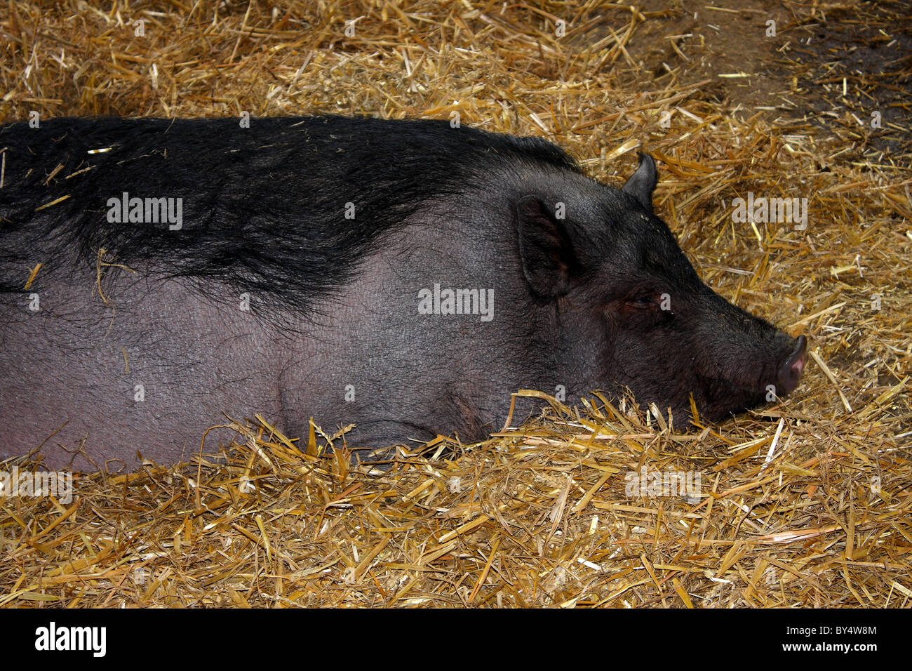 Un kune kune suini da un'azienda nello Yorkshire, Regno Unito Foto Stock
