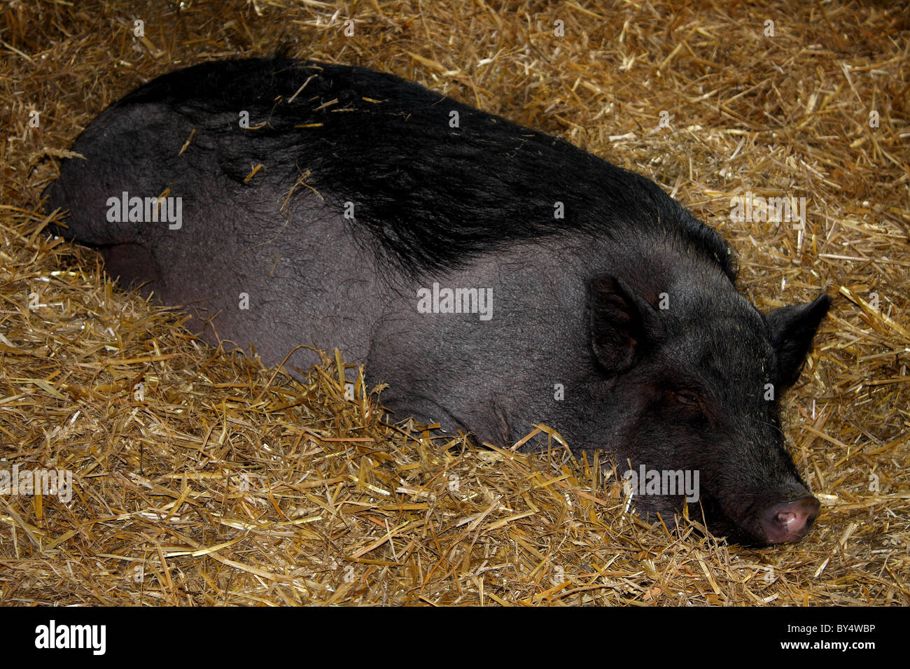 Un kune kune suini da un'azienda nello Yorkshire, Regno Unito Foto Stock