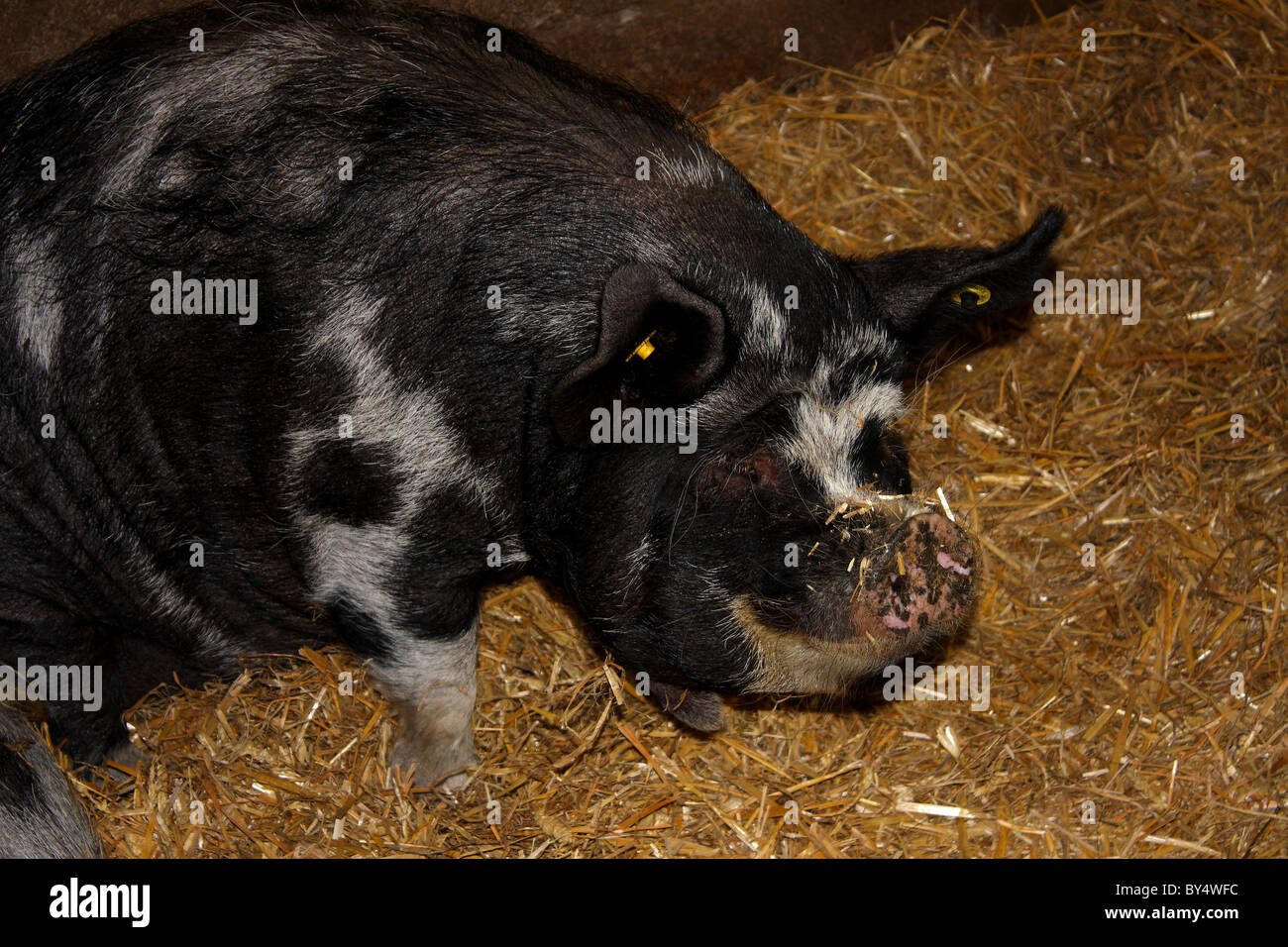 Un kune kune suini da un'azienda nello Yorkshire, Regno Unito Foto Stock