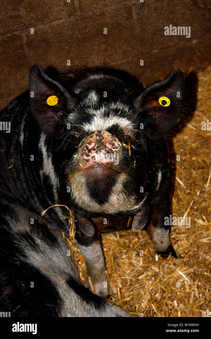 Un kune kune suini da un'azienda nello Yorkshire, Regno Unito Foto Stock