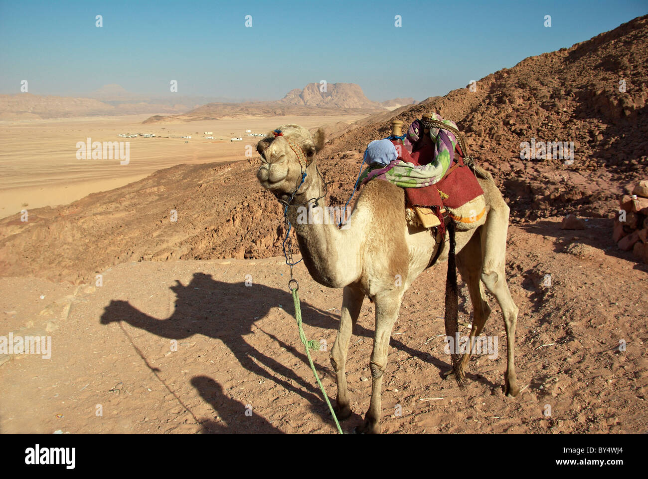 Cammello nel deserto egiziano detenute da beduino con campo nomadi dietro Foto Stock