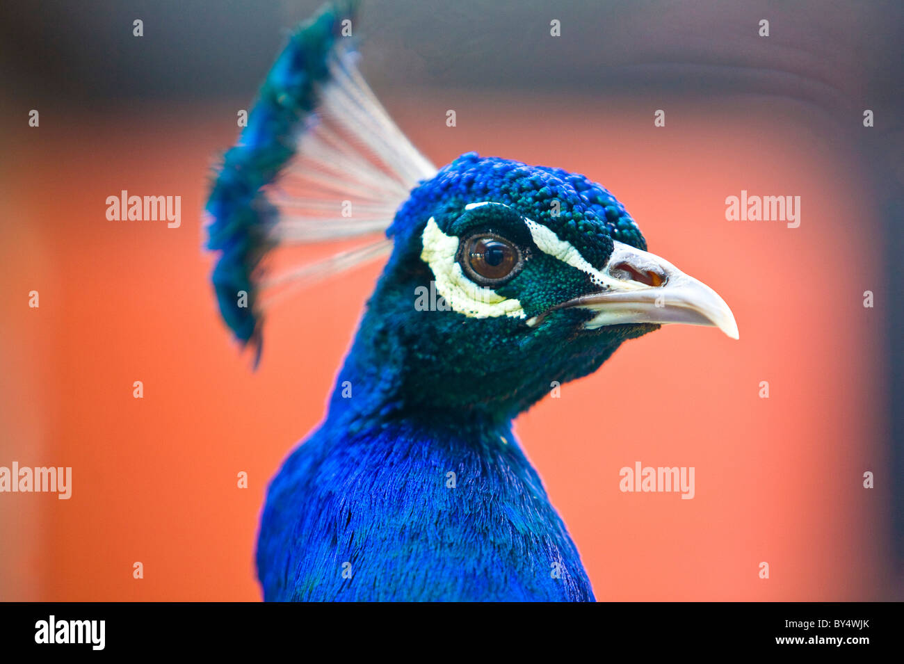 Una chiusura di un pavone maschio che mostra la sua cresta Foto Stock