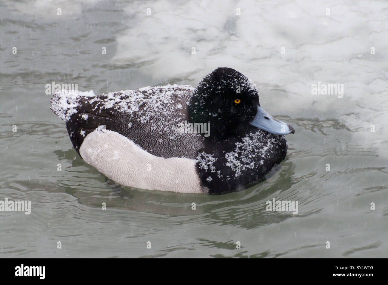 Una vista di un maschio di Lesser Scaup Duck in una tempesta di neve. Foto Stock