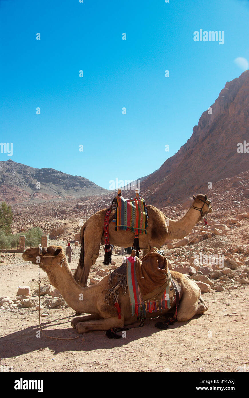 Una coppia di cammelli nel Sinai, Egitto davanti a Monte di Mosè Foto Stock