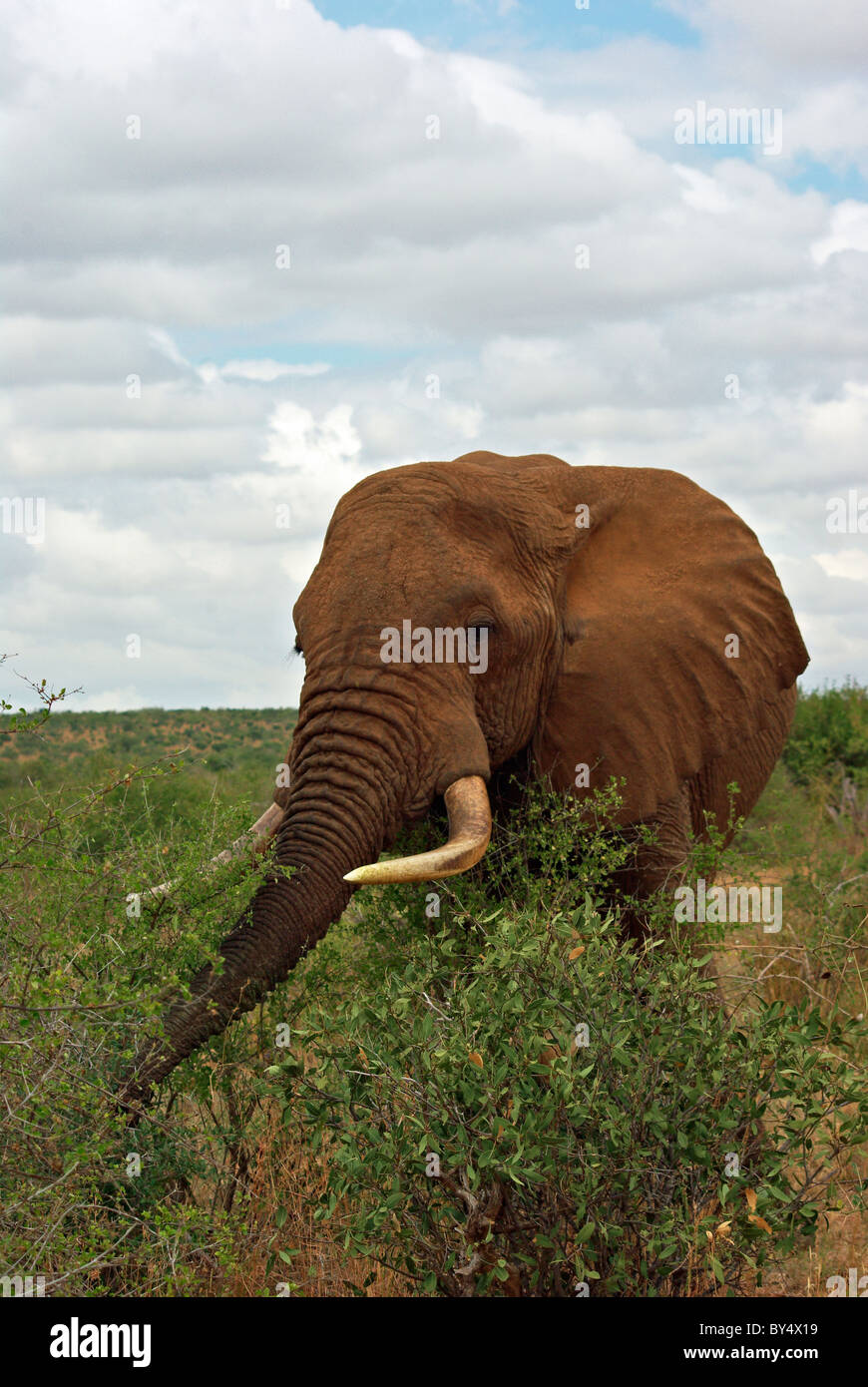 Elefante africano a mangiare in Tsavo, Kenya Foto Stock