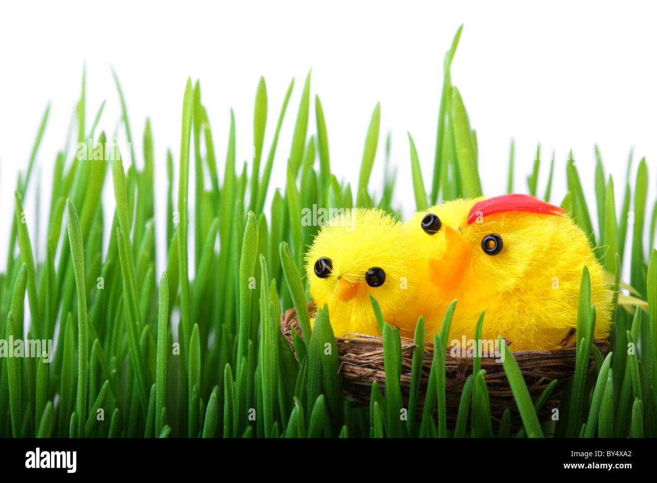 Pasqua pulcini in erba isolati su sfondo bianco Foto Stock