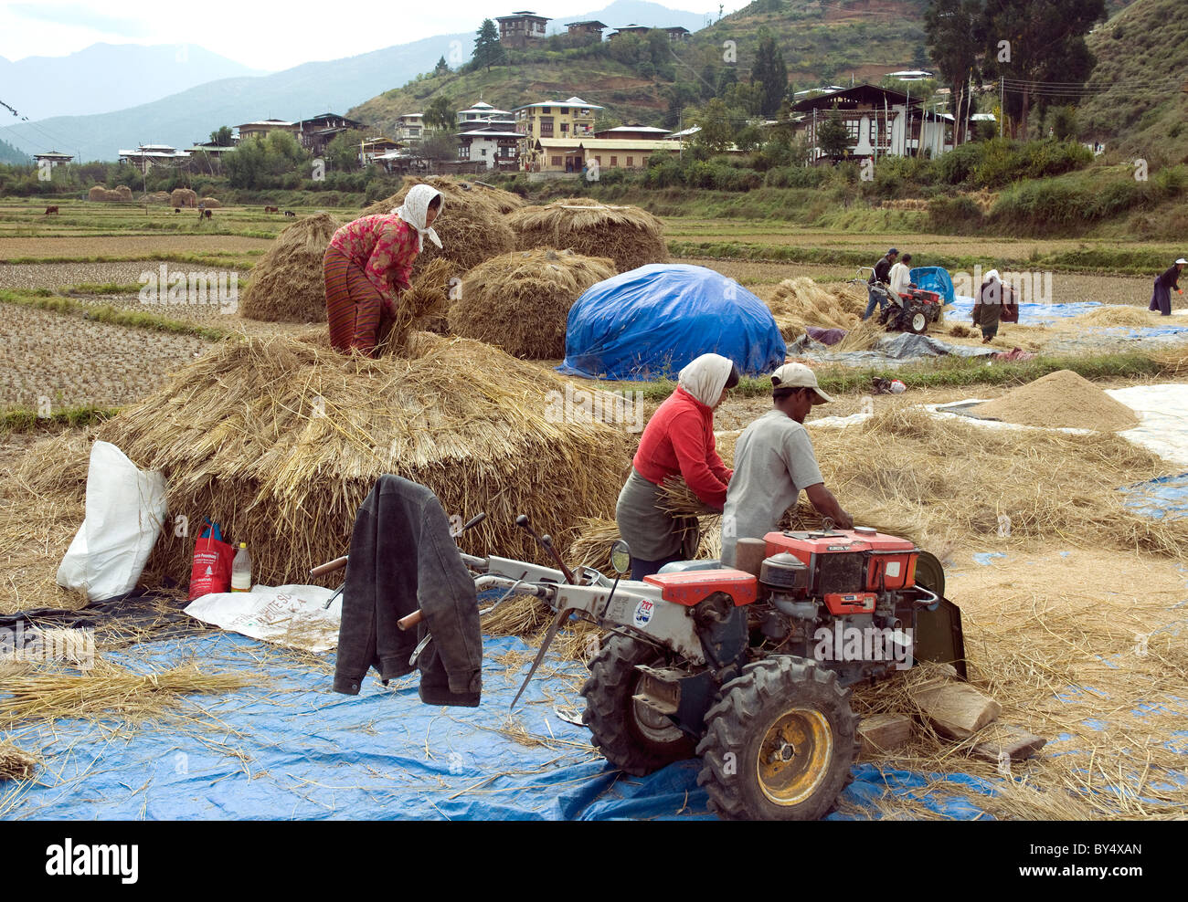 La mietitura del riso nella valle di Paro in Bhutan, uno del paese di montagna di pochi luoghi piatta Foto Stock