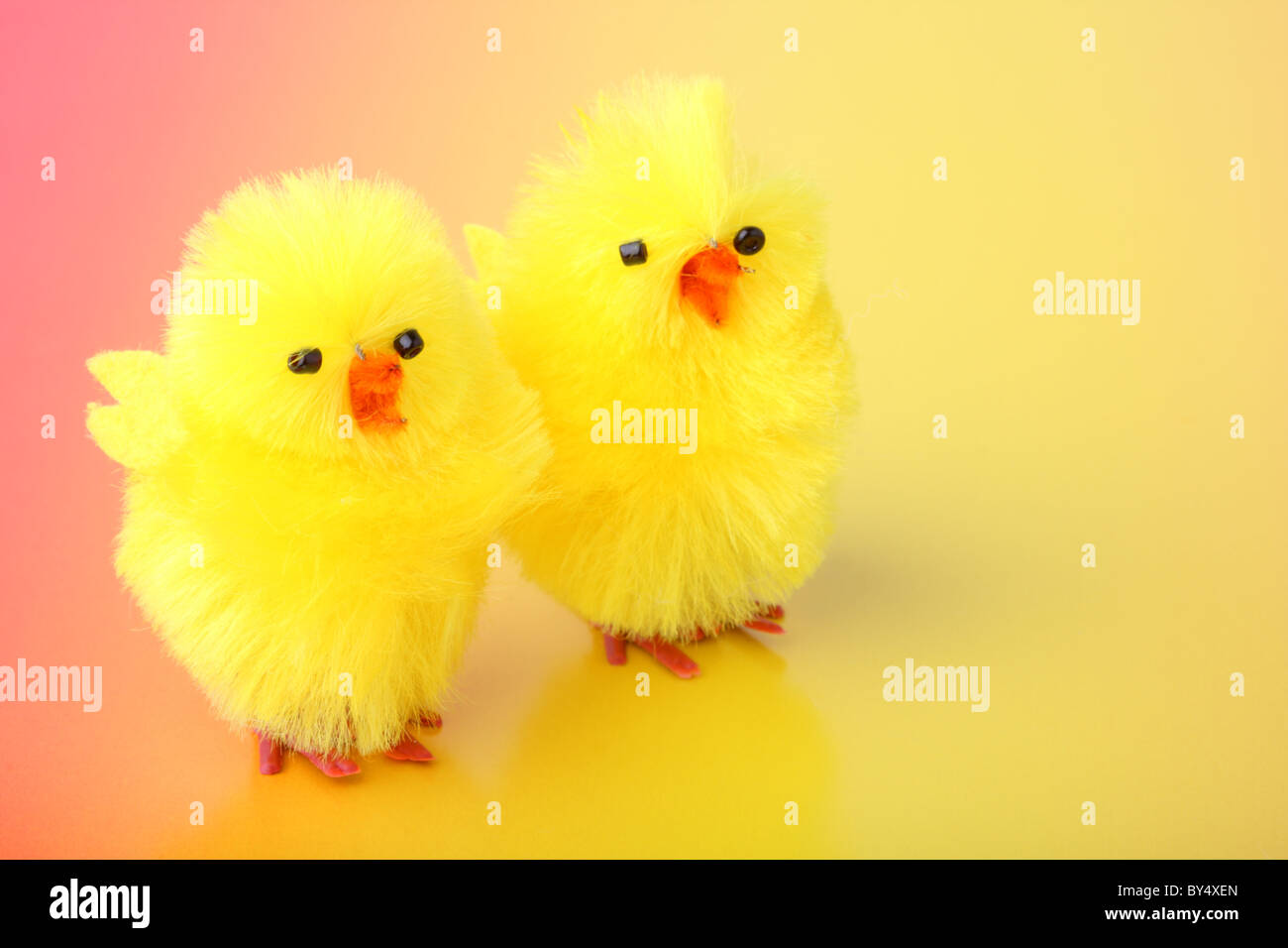 Pasqua polli sul colore di sfondo Foto Stock