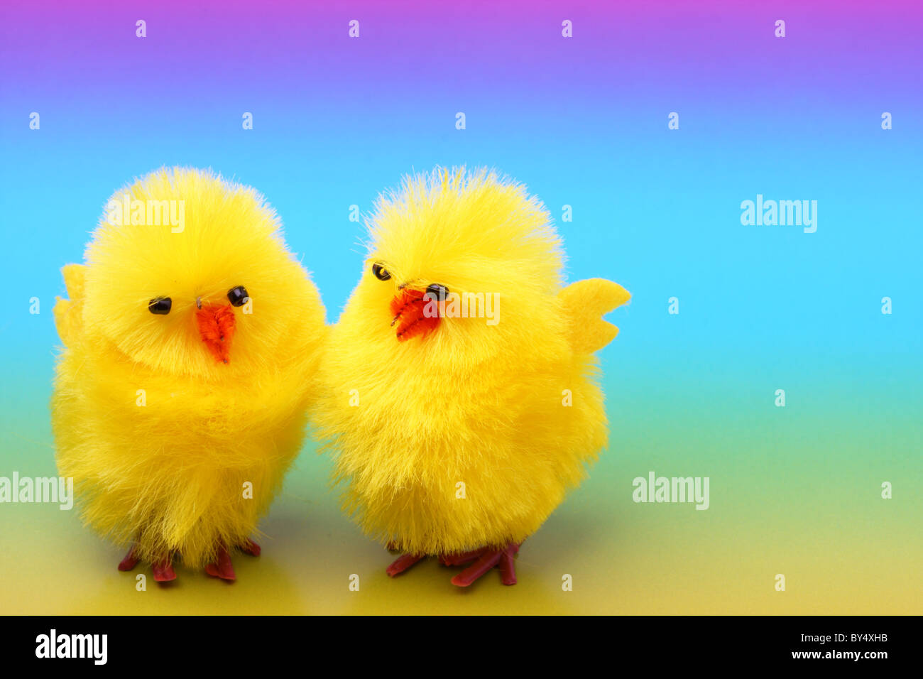 Carino pasqua polli su sfondo colorato Foto Stock