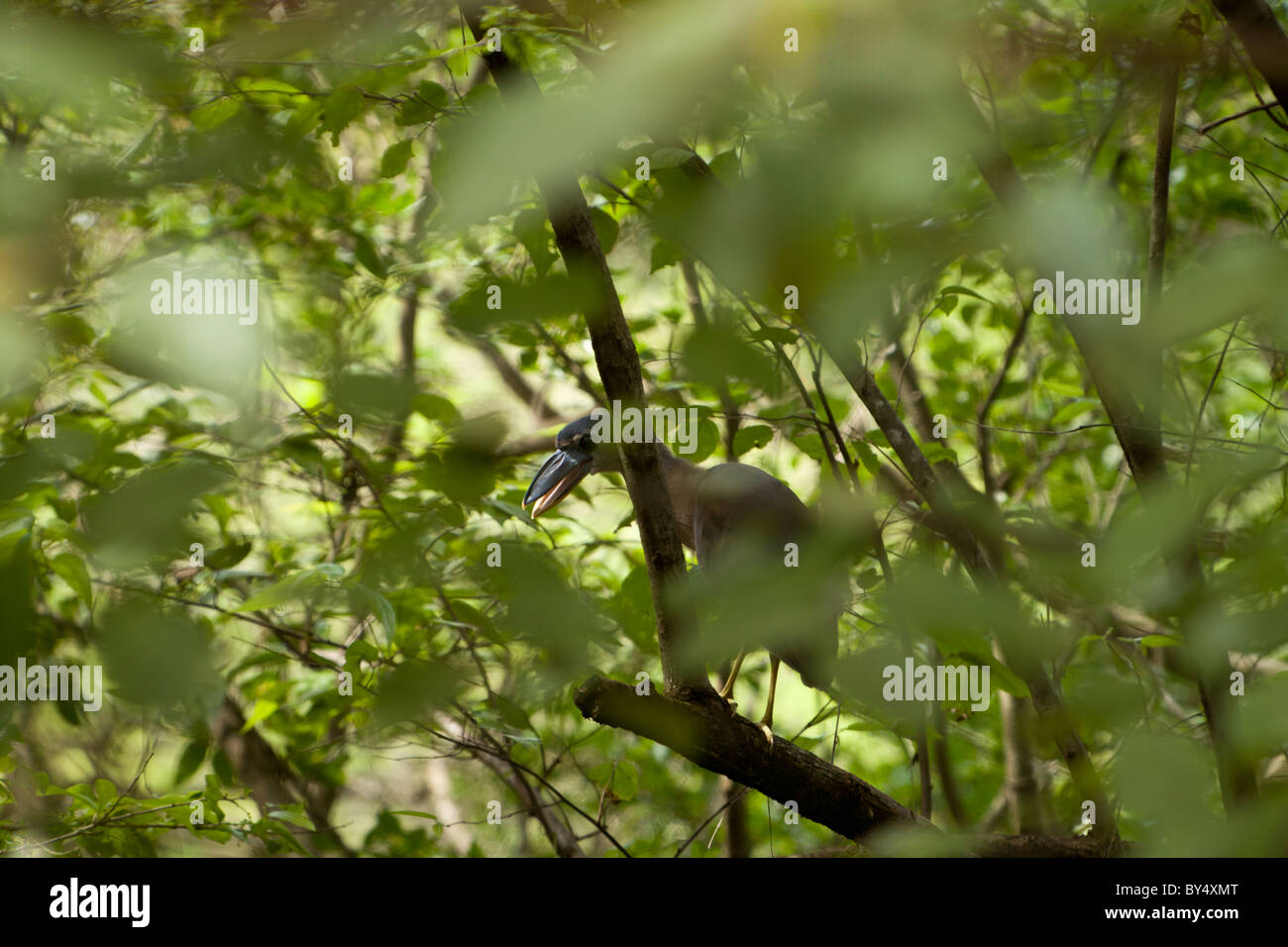 La barca-fatturato heron (Cochlearius cochlearius) Palo Verde National Park, provincia di Guanacaste in Costa Rica. Foto Stock