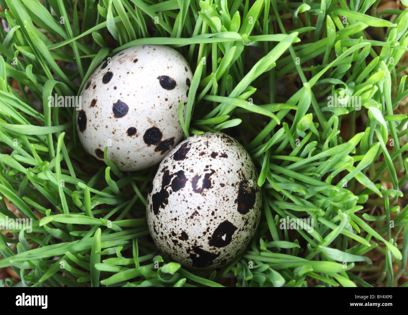 Uova di quaglia in erba verde Foto Stock