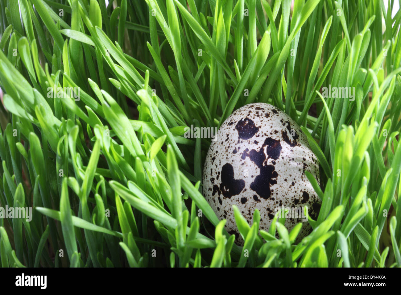 Uovo di quaglia in erba verde Foto Stock