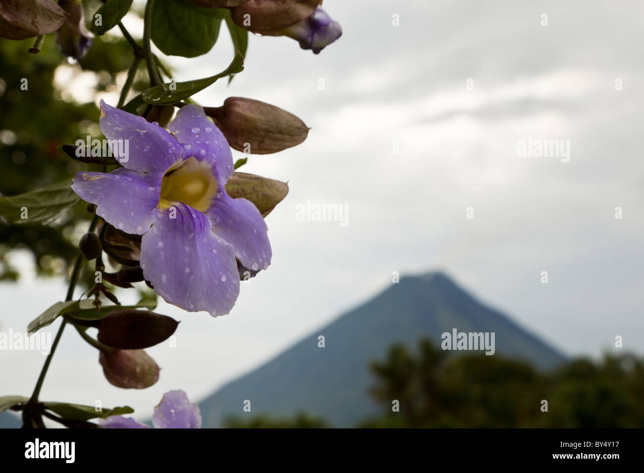 Orchidea viola in La Fortuna de San Carlos con il Vulcano Arenal incombente in background, Alajuela in Costa Rica. Foto Stock