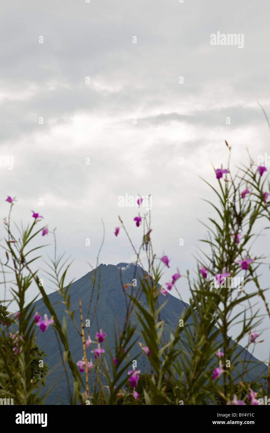 Fiori viola in La Fortuna de San Carlos con il Vulcano Arenal incombente in background in Alajuela in Costa Rica. Foto Stock