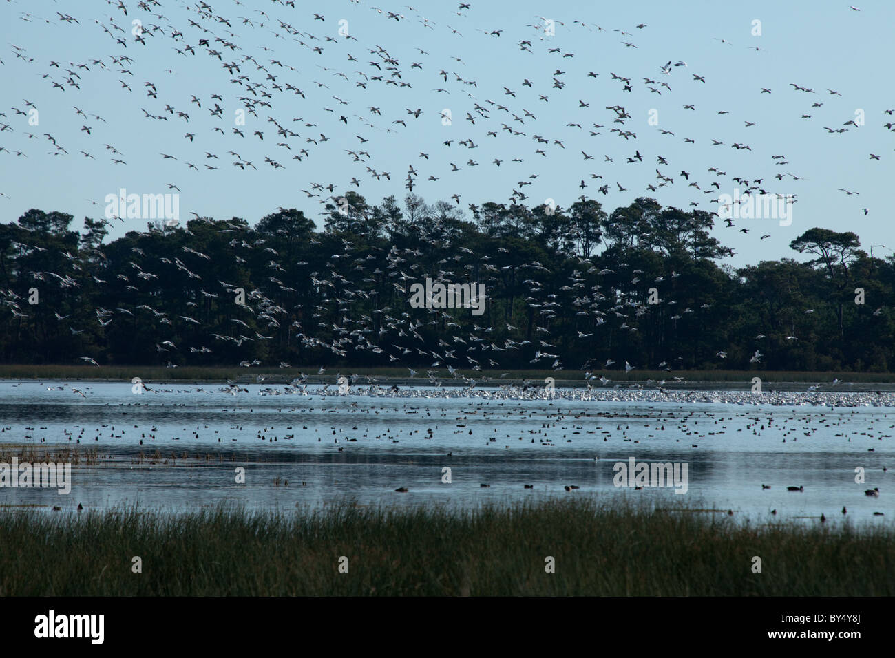 Migliaia di oche delle nevi terra sulle acque del Chincoteague National Wildlife Refuge su Assateague Island, Virginia. Foto Stock