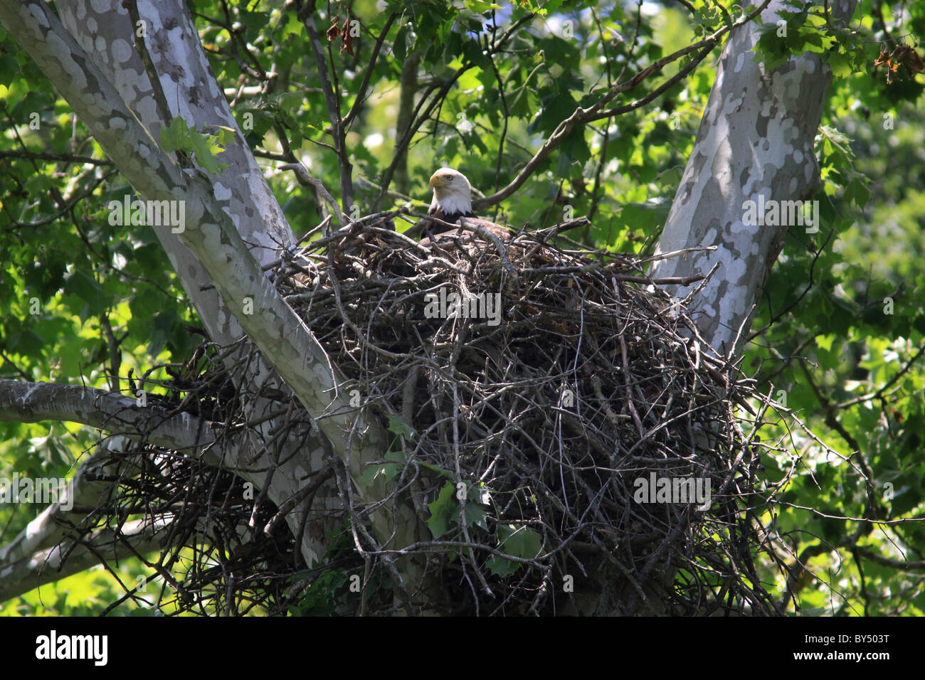 Bald Eagle Nest sicomoro Sugar Creek Turchia eseguire Stato Parco Indiana Foto Stock