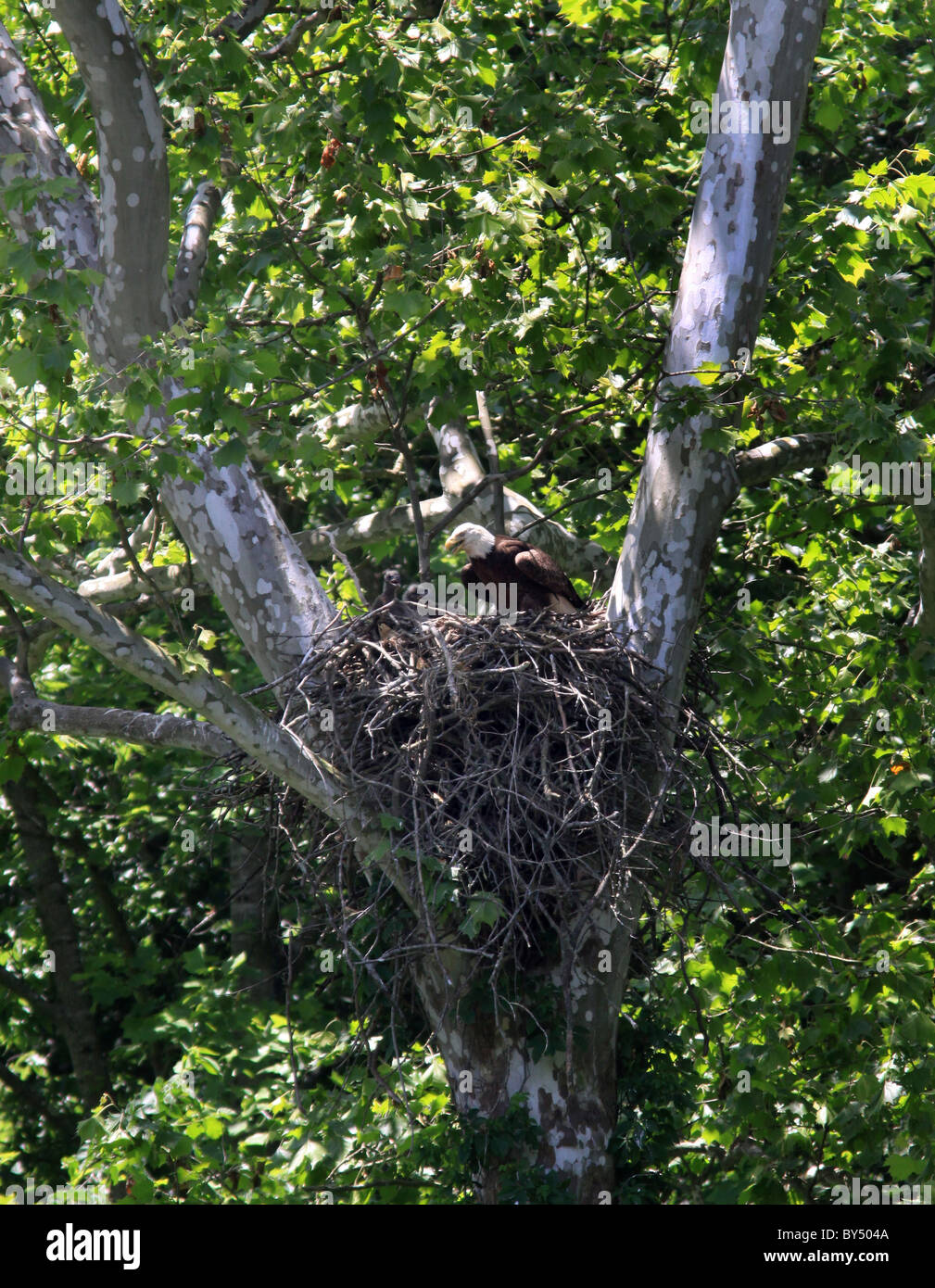 Bald Eagle Nest sicomoro Sugar Creek Turchia eseguire Stato Parco Indiana Foto Stock